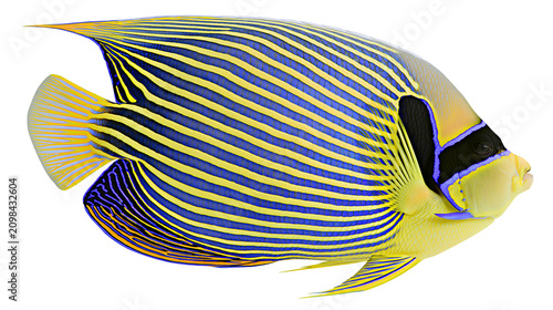Foto Emperor angelfish with blue and yellow stripes, isolated on transparent backgrou