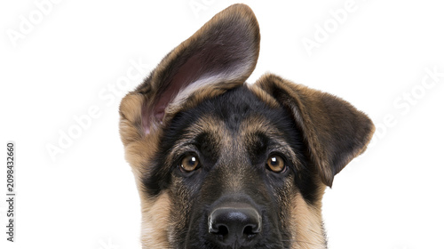 German Shepherd puppy with one ear up, isolated on transparent background