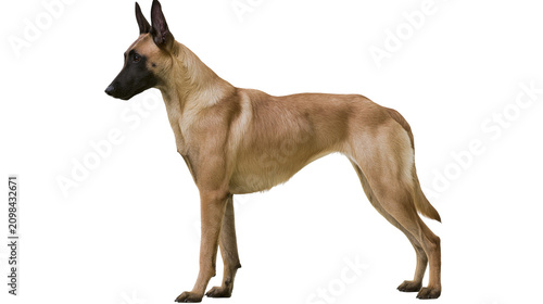 Photos Alert Belgian Malinois dog standing attentively, isolated on transparent backgro