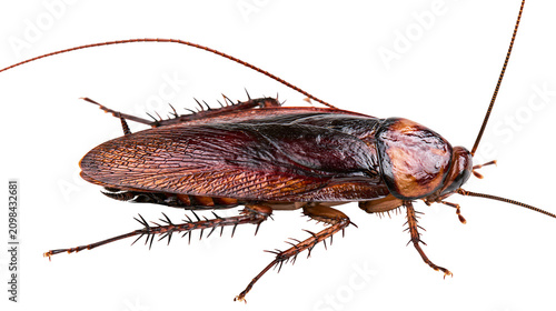 Fotografie Brown cockroach with long antennae, isolated on transparent background