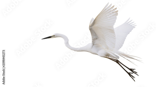 Cuadro en lienzo Graceful white egret bird with spread wings flying, isolated on transparent back