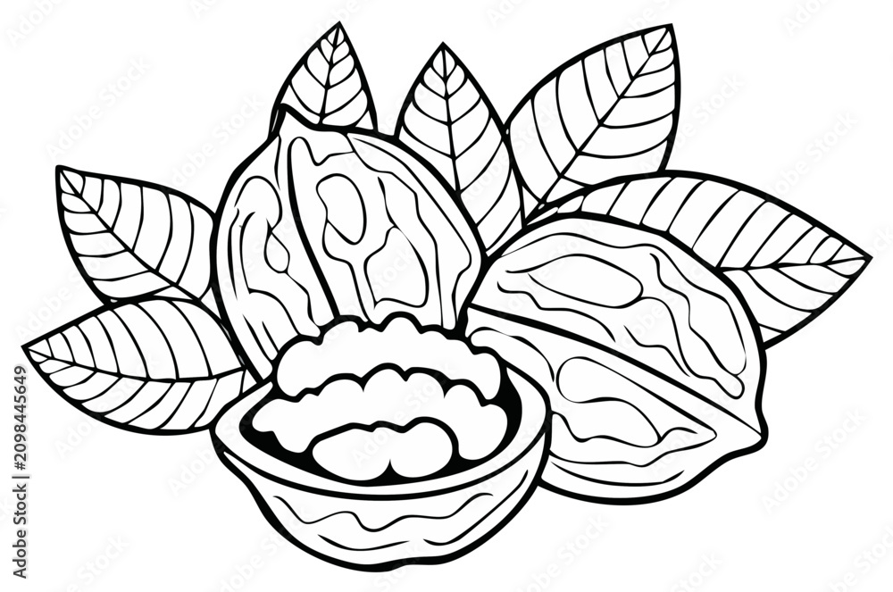 Fototapeta premium Black and white illustration of walnuts with leaves, botanical and natural elements