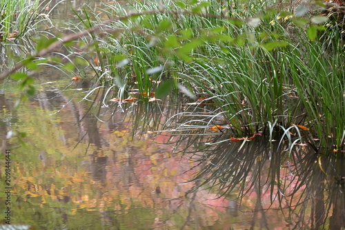 水面に映るカラフルな紅葉の影