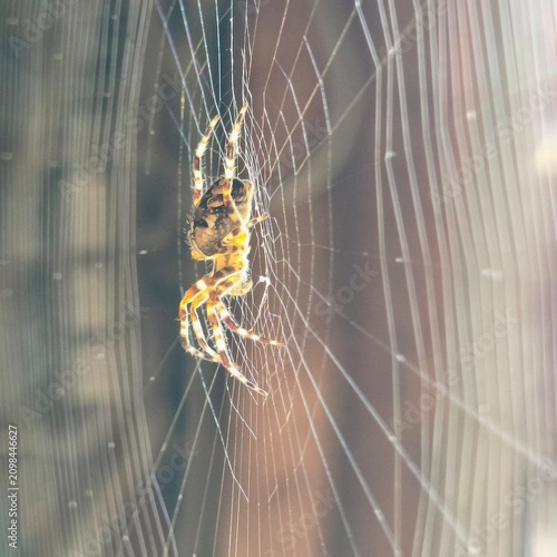 The spider has spun a web and sits in the center waiting for prey.