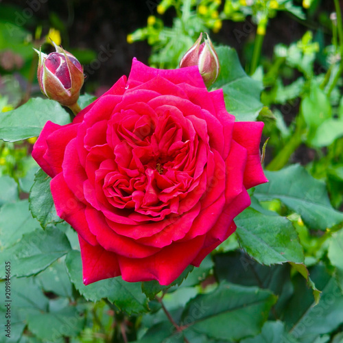 Rose in the garden. Rose flower with red petals close-up.