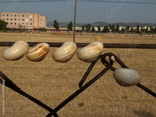 Cuadro en lienzo Mediterranean snails hibernating on an old rusty wire fence in a dry harvested f
