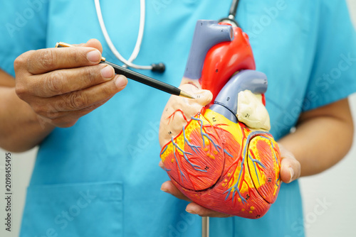 Fotografie Cardiovascular disease CVD, doctor with heart human model anatomy for treatment patient in hospital
