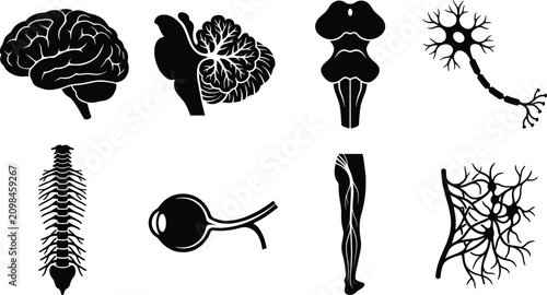 Bild auf Leinwand Vector set of black icons representing human nervous system anatomy and brain st
