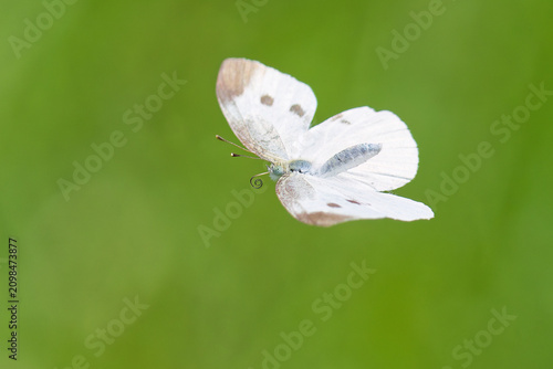 Photography ひらひらと羽ばたくモンシロチョウ(Cabbage butterfly )