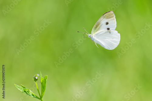 Bild auf Leinwand 小さい花に寄って来るモンシロチョウ(Cabbage butterfly )