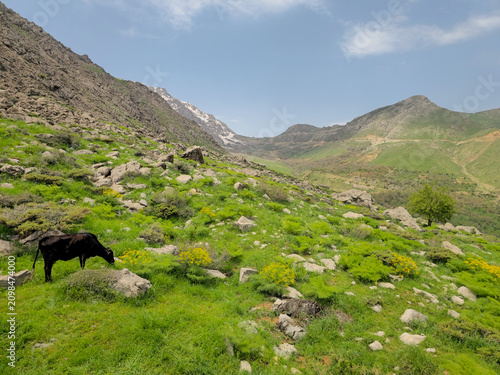 Cattle grazing on a green mountain slope overlooking a vast valley with snow-capped peaks and scattered yellow wildflowers under a clear blue sky.
📍 Hawraman Takht, Kurdistan, Iran 