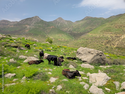 A herd of cattle grazing and resting on a green spring hillside overlooking a sweeping mountain valley with rugged peaks.
📍 Hawraman Takht, Kurdistan, Iran 