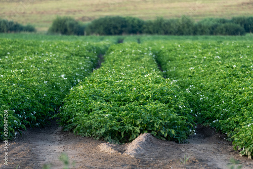 Flowering potato crop growing in cultivated summer field