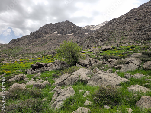 Rocky spring mountainside with scattered boulders, green grass, yellow wildflowers, and a lone tree beneath snow-patched peaks under cloudy sky
📍 Hawraman Takht, Kurdistan, Iran 