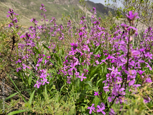 Purple wildflowers blooming across a lush spring mountainside with green vegetation and a softly blurred mountain landscape in the background.
📍 Hawraman Takht, Kurdistan, Iran 
