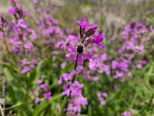 Close-up of purple wildflowers with a small insect in a lush spring meadow, surrounded by green vegetation and soft natural bokeh.
📍 Hawraman Takht, Kurdistan, Iran 