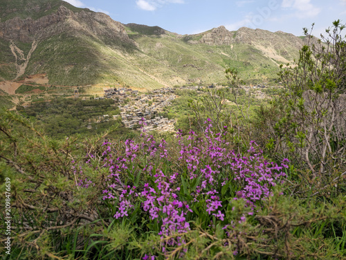 Purple wildflowers bloom on a hillside overlooking a spring mountain village nestled among green slopes and rugged peaks.
📍 Kamalla village, Hawraman Takht, Kurdistan 