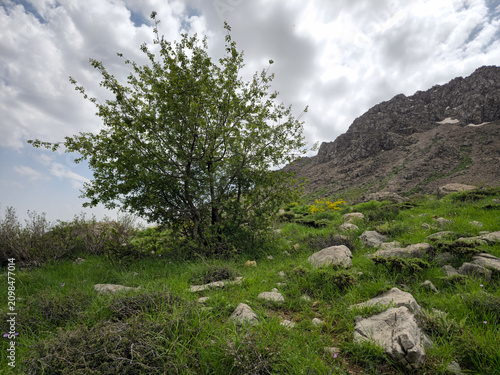 A lone green tree stands amid grassy hillside rocks, with yellow wildflowers and a rugged spring mountain under cloudy skies.
📍 Hawraman Takht, Kurdistan, Iran 