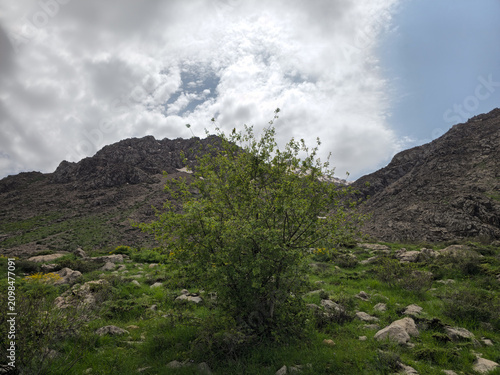 A green tree grows on a rocky spring meadow beneath rugged, cloud-covered mountain peaks with patches of lingering snow.
📍 Hawraman Takht, Kurdistan, Iran 