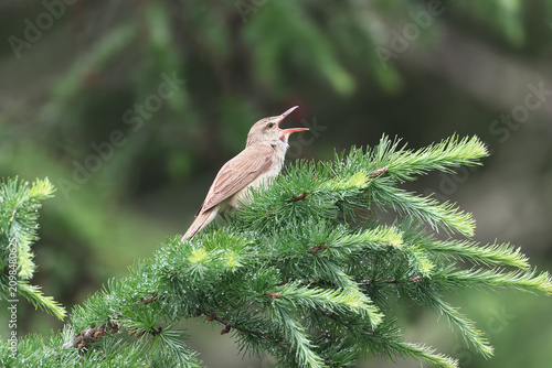 Great Reed Warbler asserts territory with a loud volume