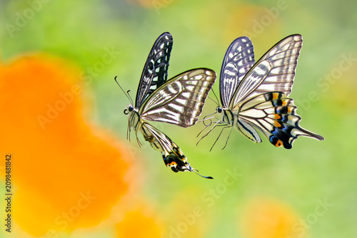 Fotografía 二頭で一緒に飛ぶナミアゲハ(Asian Swallowtail)
