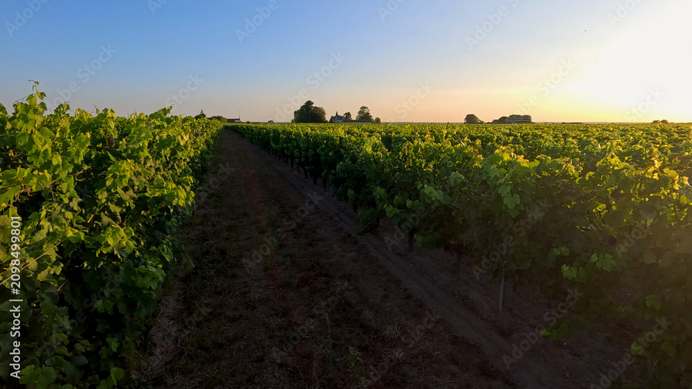 Obraz premium Lush Vineyard Rows at Sunset in Bordeaux France Landscape
