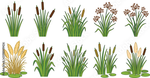 Tableau sur toile Set of vector illustrations of reed cattail aquatic plants