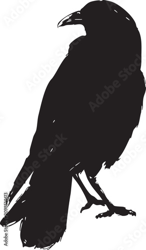Crow and Raven Standing on the Ground Isolated on White Background Black Bird Silhouette Vector Illustration for Wildlife Nature Design and Graphic Projects