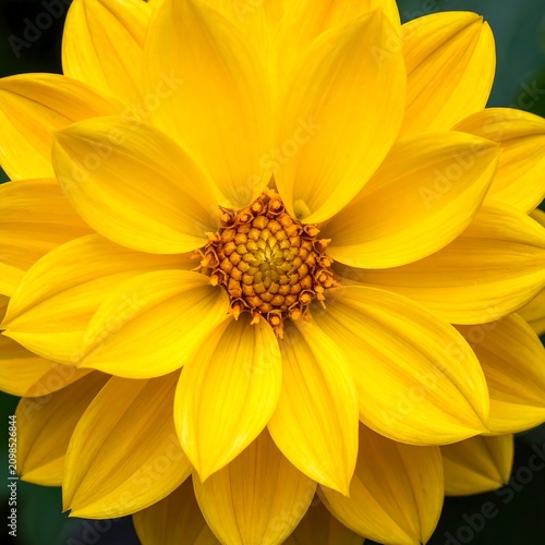 Vibrant yellow flower petals blooming nature detail close up sunlight