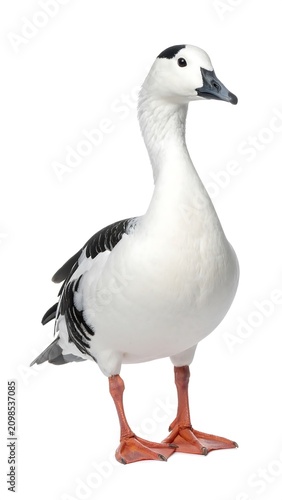 White bird standing with black markings and orange feet isolated