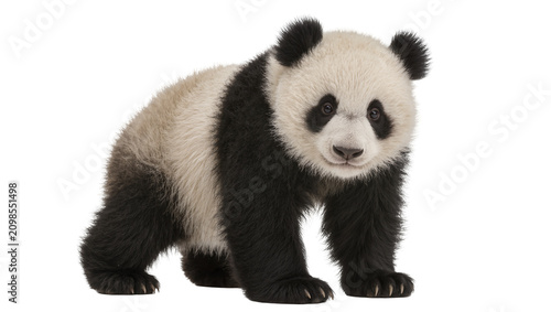 Fotografía Fluffy baby panda bear standing, isolated on transparent background