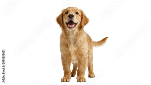 Принти на полотні Happy golden retriever puppy standing, isolated on transparent background
