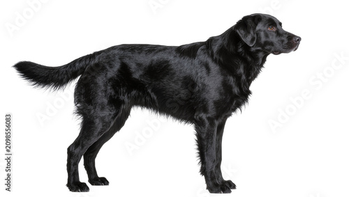 Принти на полотні Black Labrador Retriever dog standing alert, isolated on transparent background