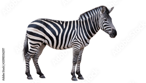 Quadro su tela Striped zebra standing, isolated on transparent background