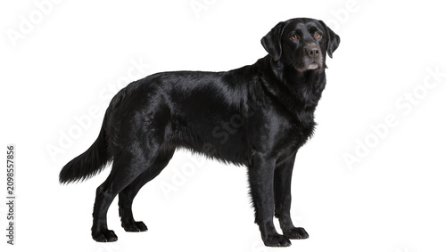 Tableau sur toile Majestic black Labrador Retriever dog standing attentively, isolated on transpar