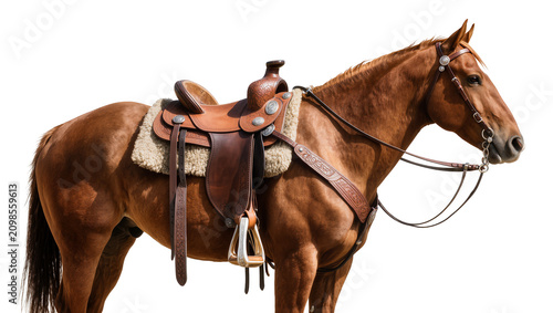 Canvastavla Brown horse with western saddle and bridle, isolated on transparent background