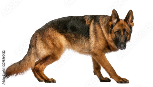 Photos German Shepherd dog standing alert, isolated on transparent background