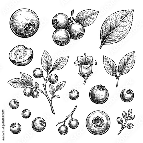 Hand drawn black ink sketch of blueberry fruit, leaf, and flower on white background, vintage botanical illustration