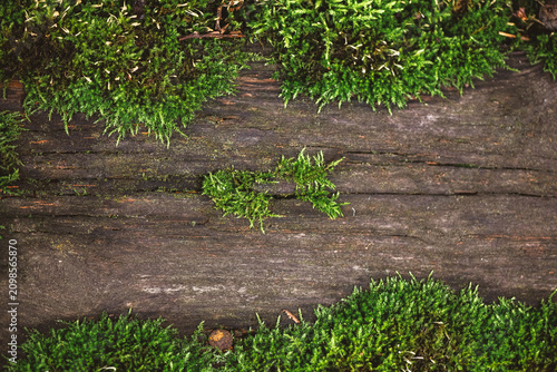Foto Lush green moss naturally colonizing a weathered wooden log, creating a vibrant