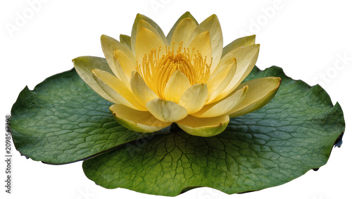 Cuadro en lienzo Vibrant yellow water lily flower with textured green leaves, isolated on transpa