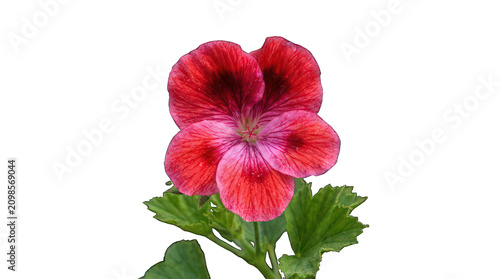 Red geranium flower isolated on white. Vibrant blooming pelargonium plant macro shot.