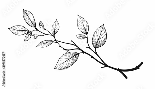 Foto Branch with leaves and twigs.