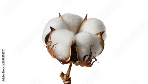 Photos Fluffy white cotton boll with dry brown husks, isolated on transparent backgroun