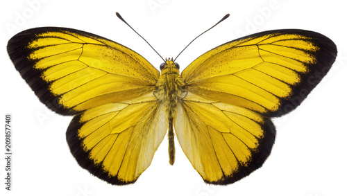 Foto Bright yellow butterfly with black wing edges, isolated on transparent backgroun