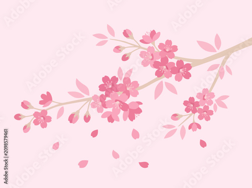 Fotografie Delicate pink cherry blossom branches gracefully adorn a soft pastel background