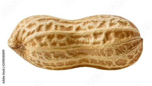 Bild auf Leinwand Single whole peanut in shell with textured brown skin, isolated on transparent b