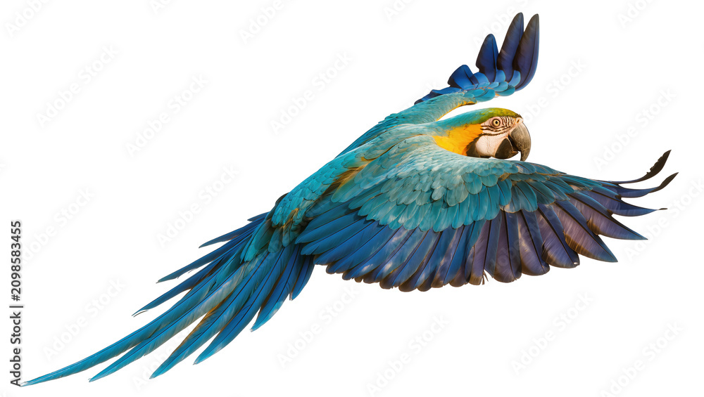 Obraz premium Blue and yellow macaw parrot in flight, isolated on transparent background