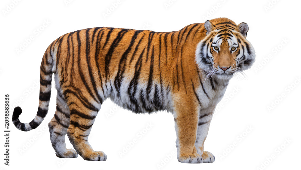 Obraz premium Majestic Bengal tiger with orange and black stripes, isolated on transparent background