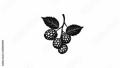 Konstfotografi Blackberries on a stem with leaves.