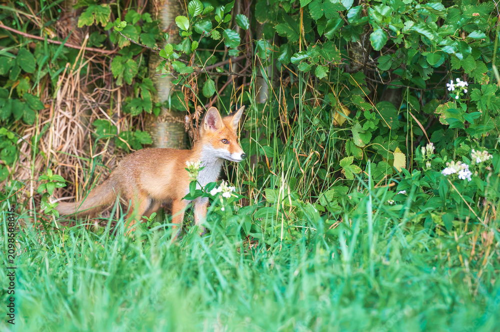 Fototapeta premium Ein kleiner Rotfuchs steht am Rand eines Gebüsches